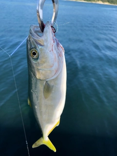 ワカシの釣果