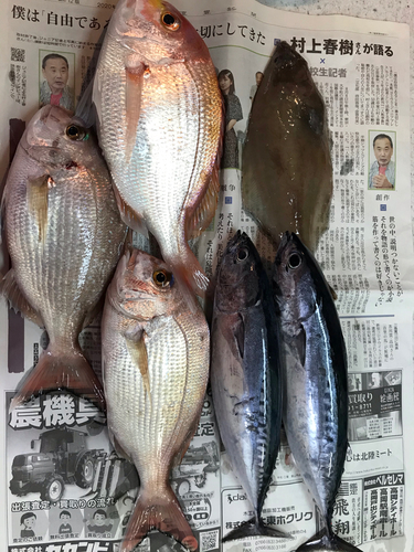 カツオの釣果