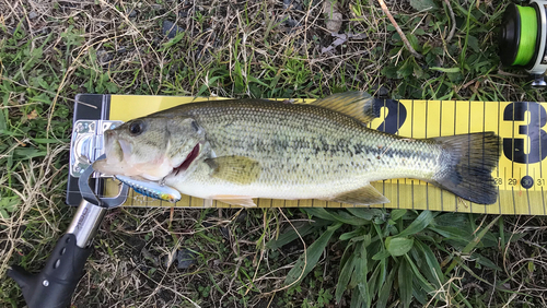 ラージマウスバスの釣果