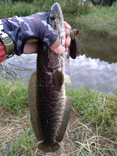 ライギョの釣果