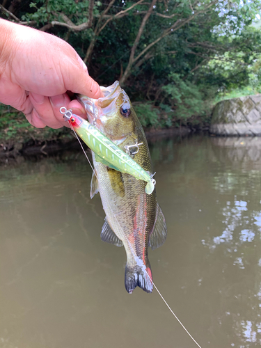 ラージマウスバスの釣果