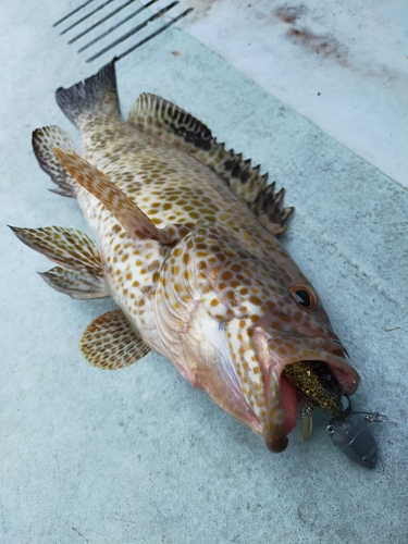 オオモンハタの釣果