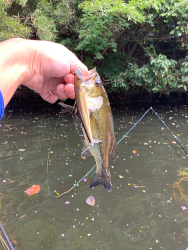 ラージマウスバスの釣果