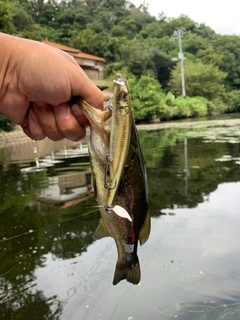 ラージマウスバスの釣果