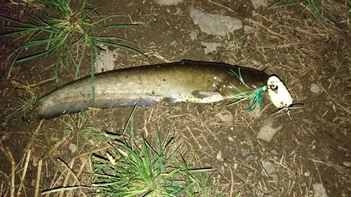 ナマズの釣果