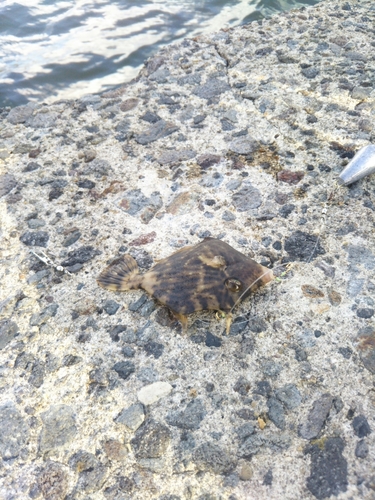 カワハギの釣果