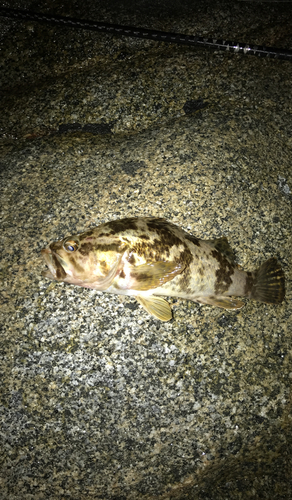 タケノコメバルの釣果