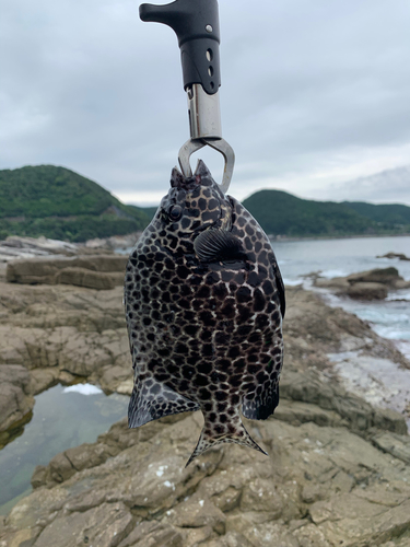 イシガキダイの釣果