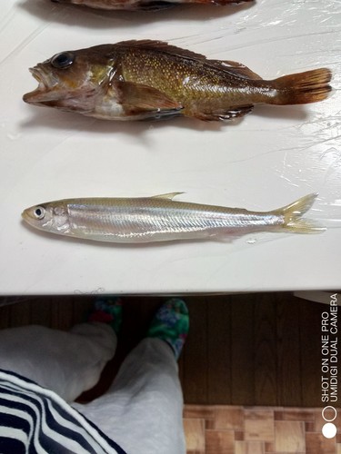 チカの釣果