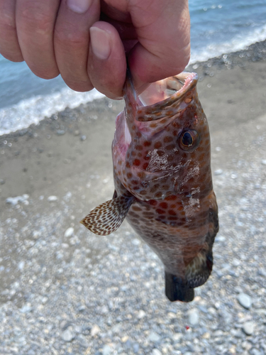 オオモンハタの釣果