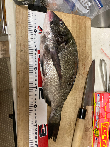 チヌの釣果