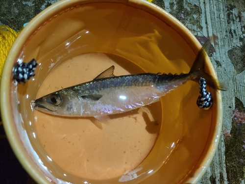 サバの釣果