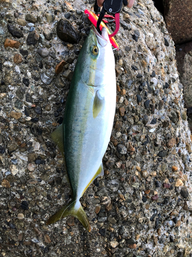 ツバスの釣果