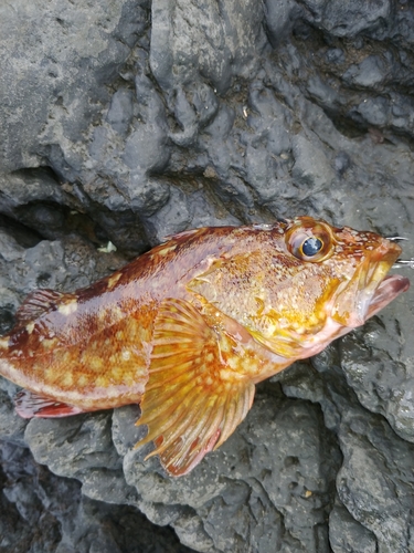 ガシラの釣果