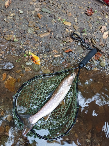 アメマスの釣果