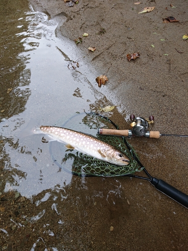 アメマスの釣果