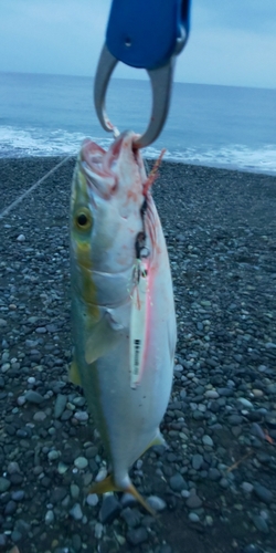 イナダの釣果