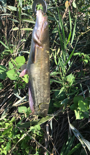 ナマズの釣果