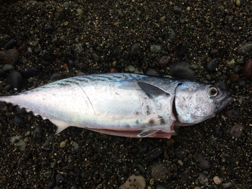 ソウダガツオの釣果