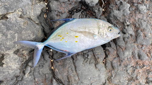 ナンヨウカイワリの釣果