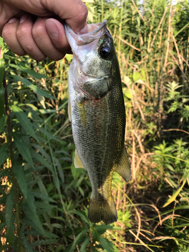 ラージマウスバスの釣果