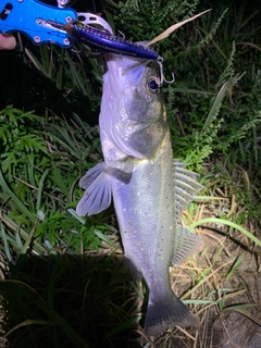 セイゴ（タイリクスズキ）の釣果