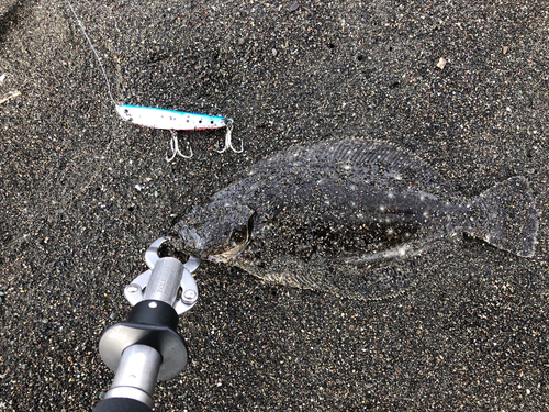 ヒラメの釣果