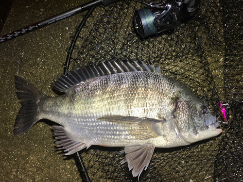 クロダイの釣果