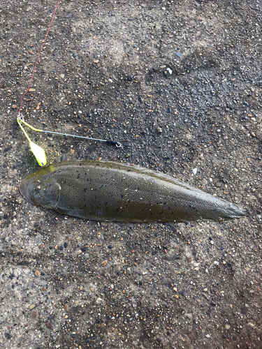 ウシノシタの釣果