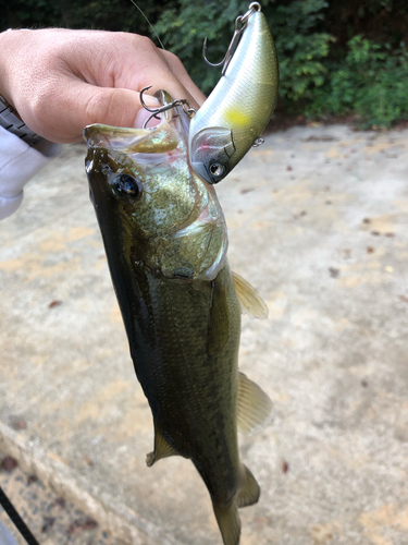 ブラックバスの釣果