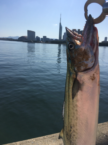 サゴシの釣果