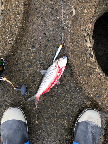 コノシロの釣果