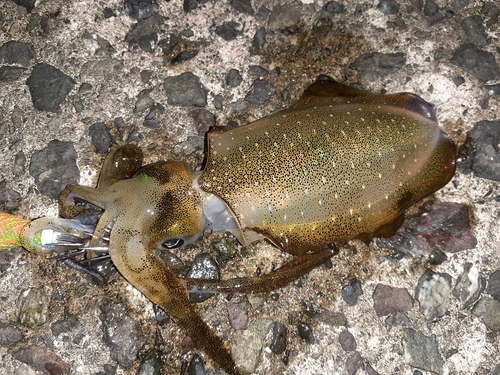 アオリイカの釣果