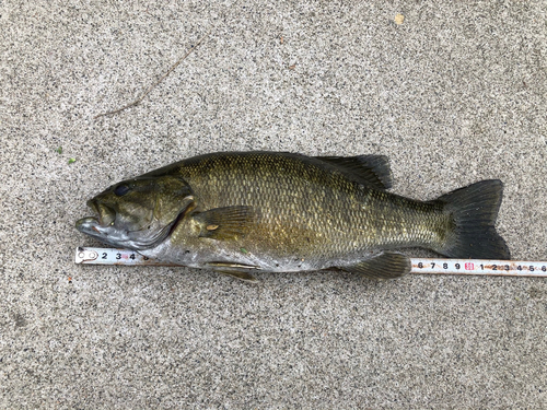 スモールマウスバスの釣果