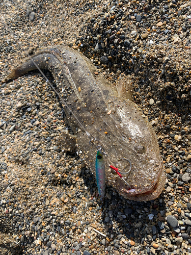 マゴチの釣果