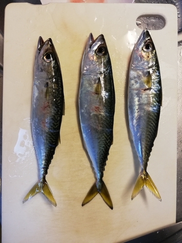 マサバの釣果