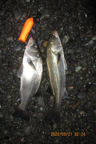 シーバスの釣果