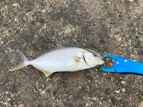 ショゴの釣果