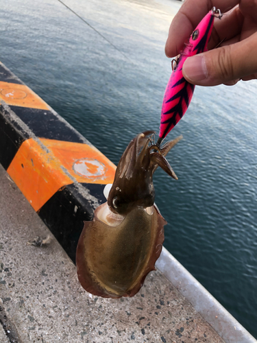 コウイカの釣果