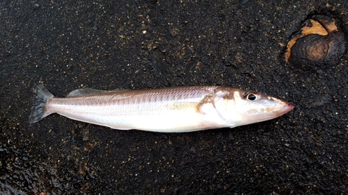 キスの釣果