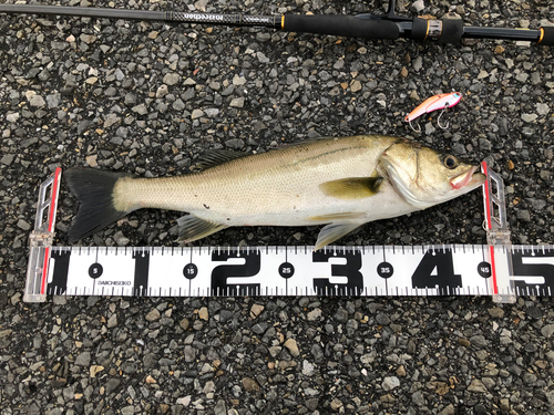 シーバスの釣果