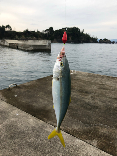 ブリの釣果