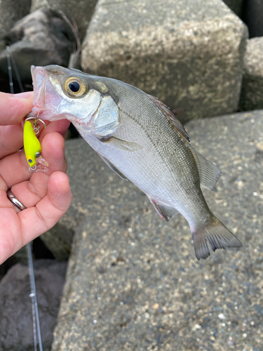 セイゴ（マルスズキ）の釣果