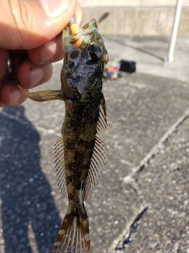 アナハゼの釣果