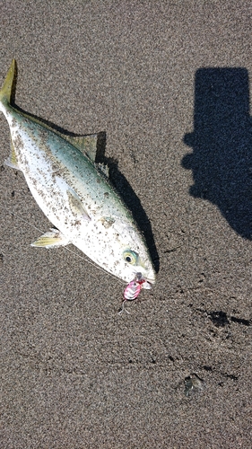 ワカシの釣果