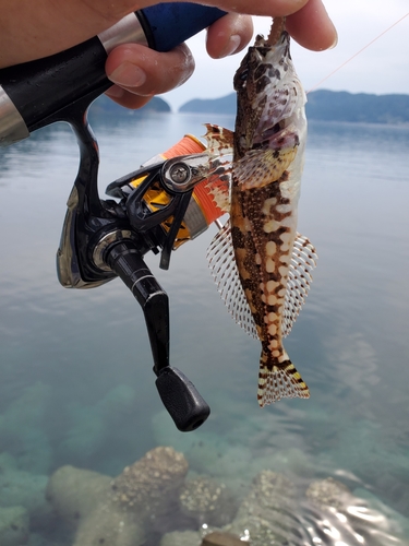 アサヒアナハゼの釣果