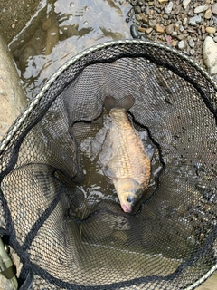 ヘラブナの釣果