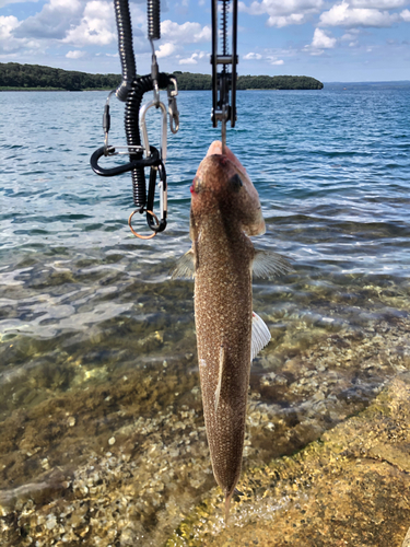 エソの釣果