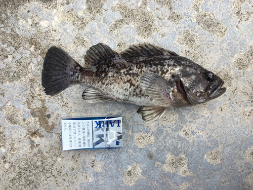 クロソイの釣果