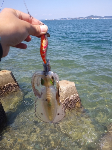 アオリイカの釣果